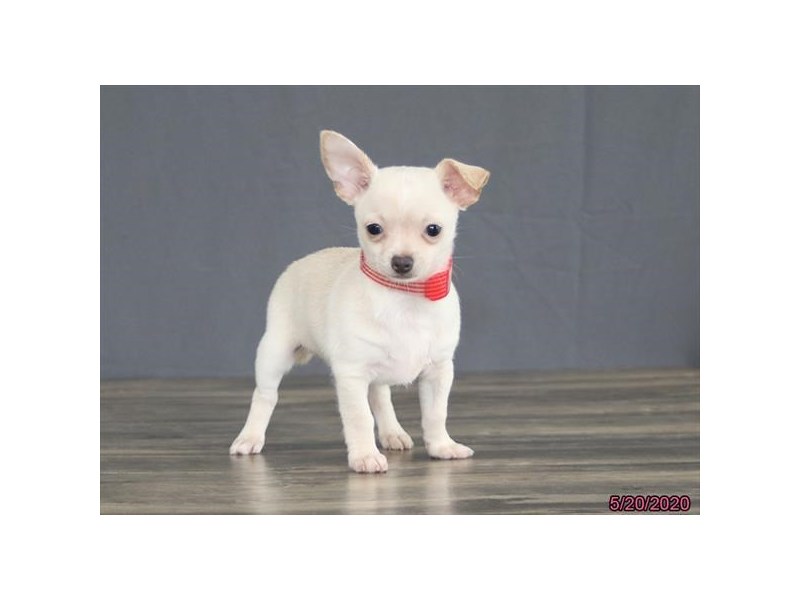 Chihuahua