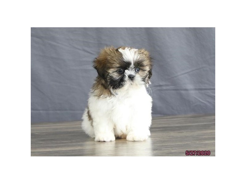 Shih Tzu