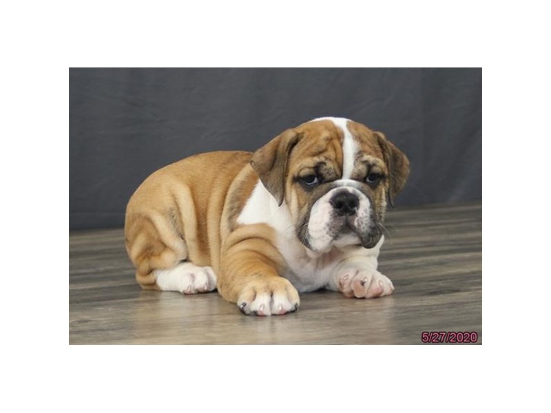 Bulldog