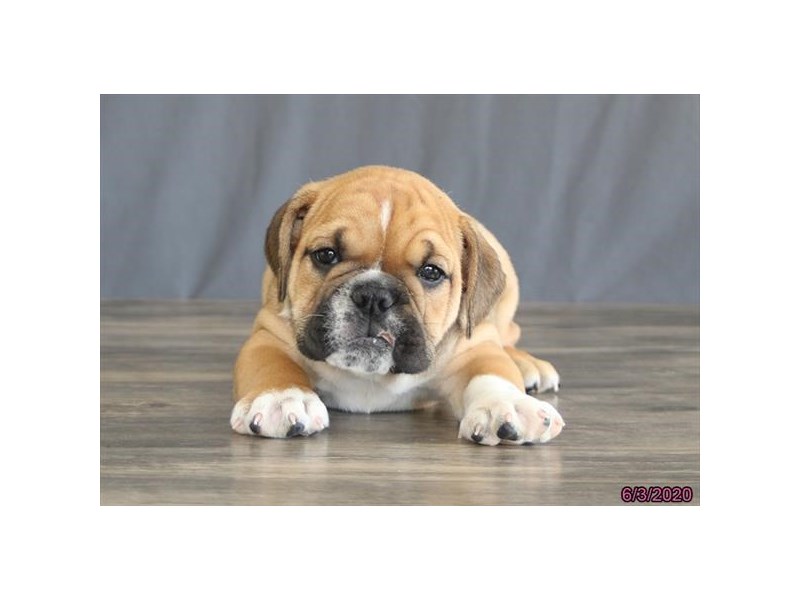 Bulldog