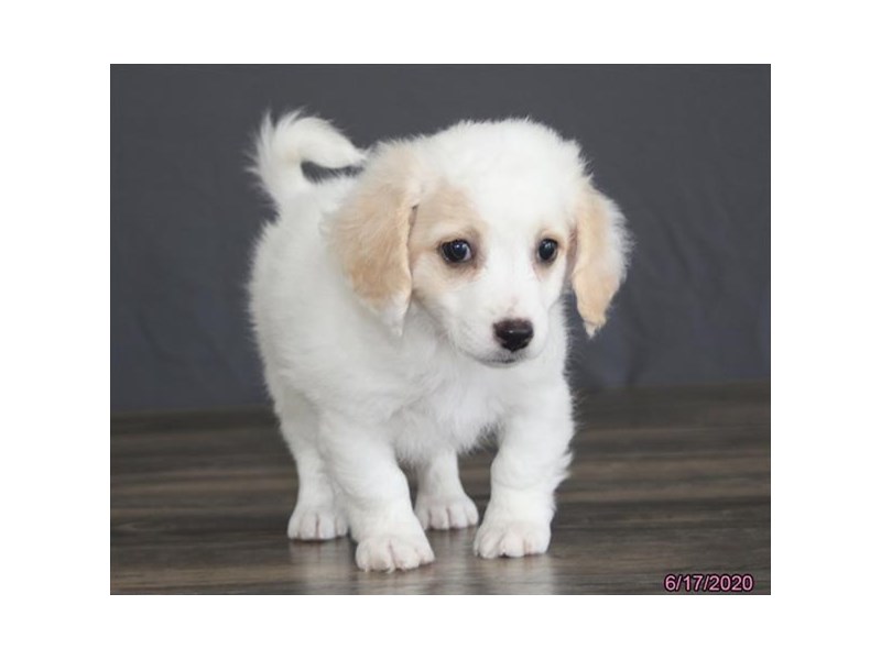 Bichon Frise