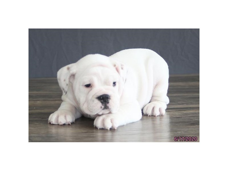 Bulldog-DOG-Female-White-16245-Petland Columbus, Ohio