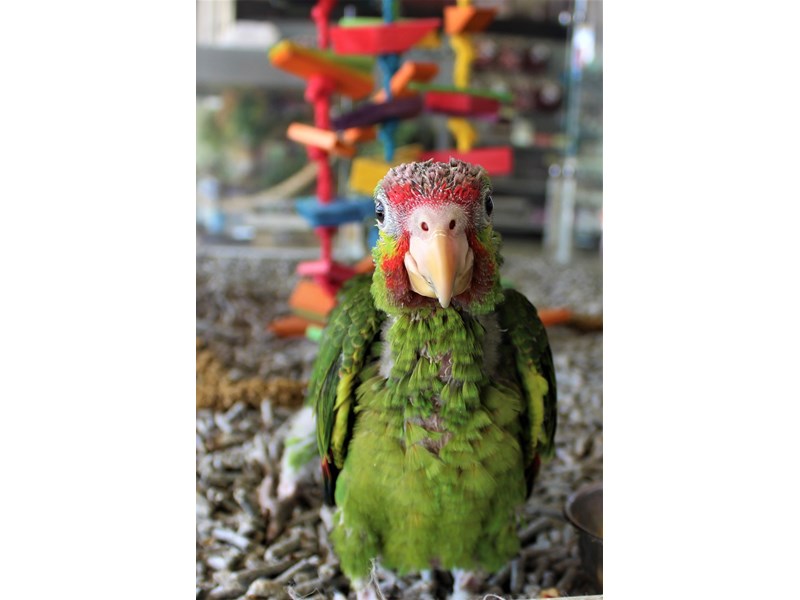 Red Lored Amazon Parrot