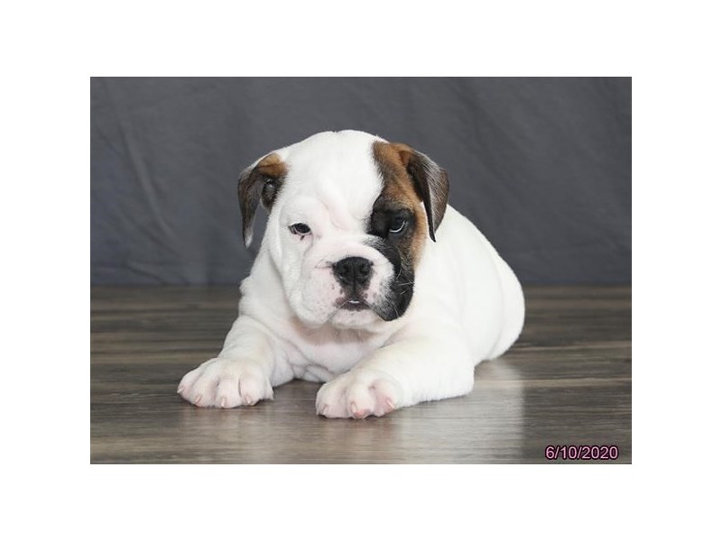 Bulldog