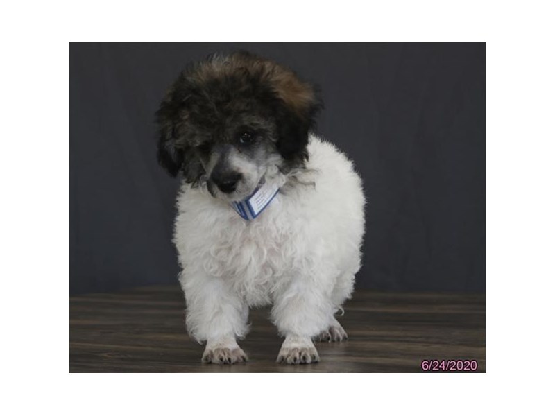 Poodle