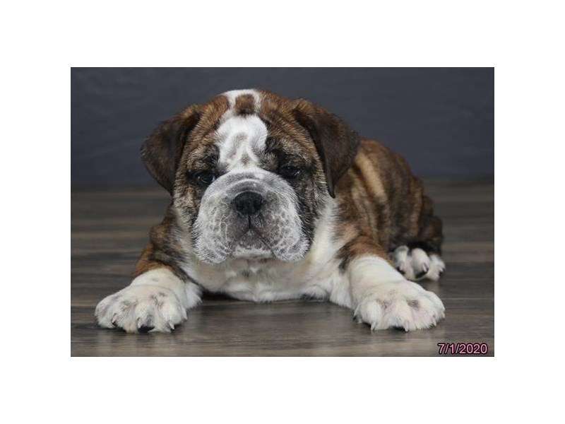Bulldog-DOG-Male-Brindle / White-16310-Petland Columbus, Ohio