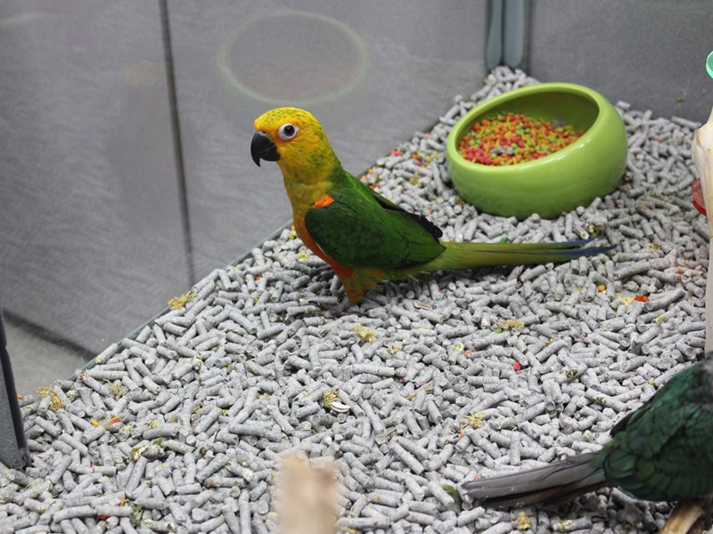 Jenday Conures