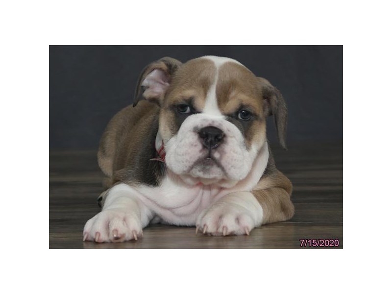 Bulldog