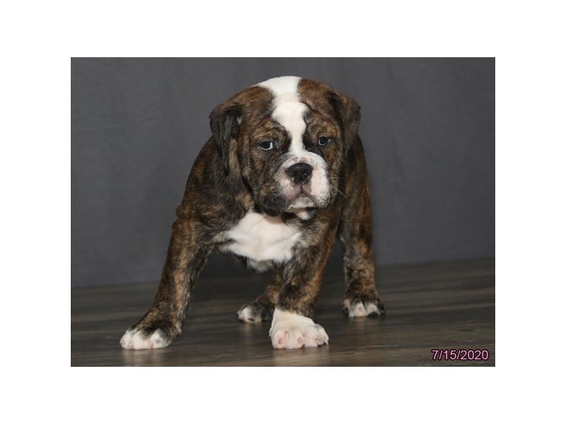 Bulldog