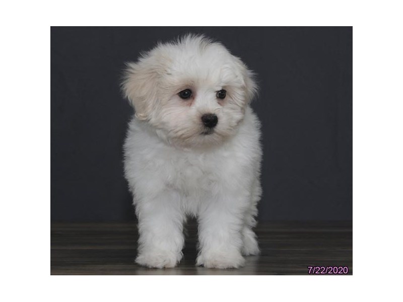 Coton De Tulear