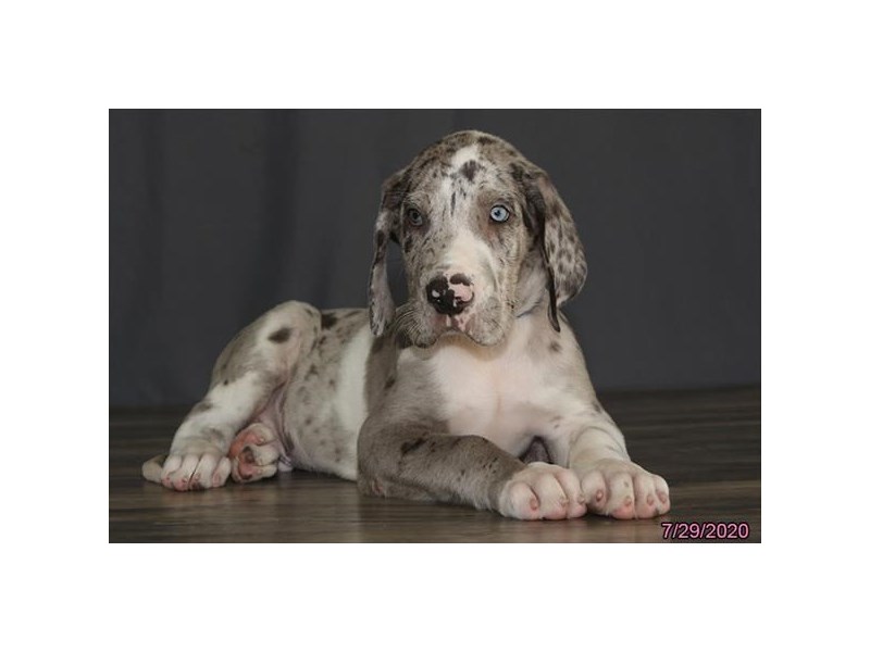 Great Dane