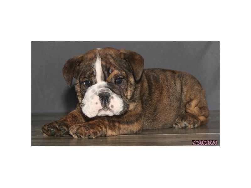 Bulldog-DOG-Male-Brindle / White-16470-Petland Columbus, Ohio