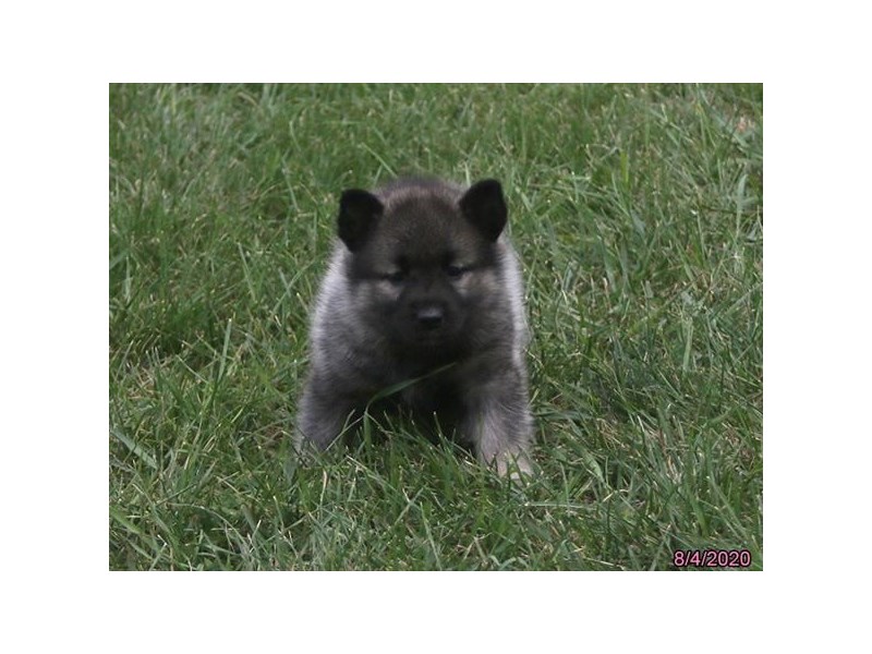 Norwegian Elkhound