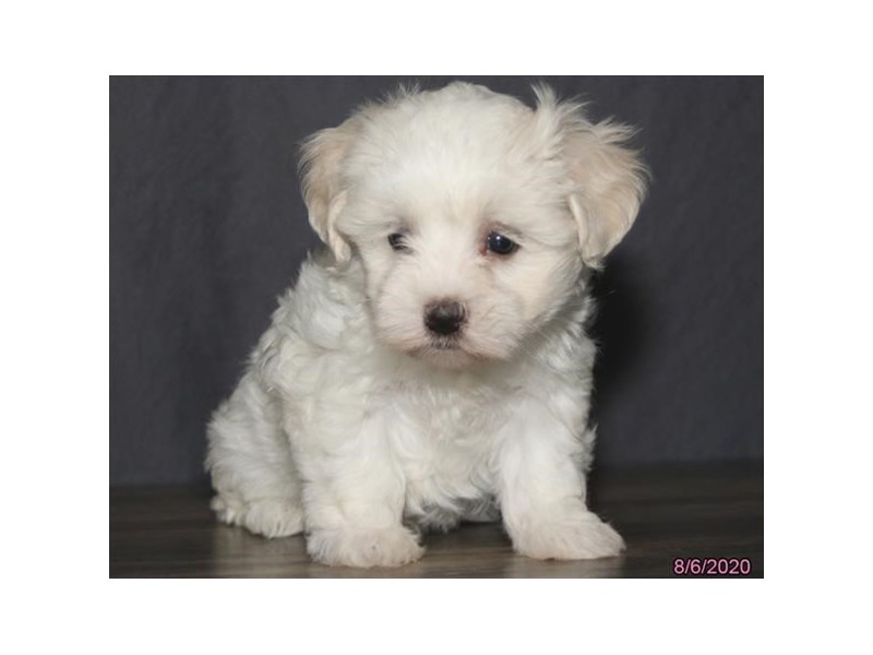 Coton De Tulear