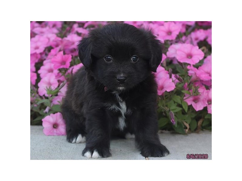 Mini Aussie Poo