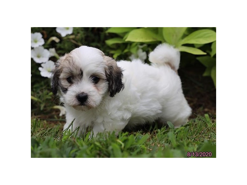 Coton De Tulear