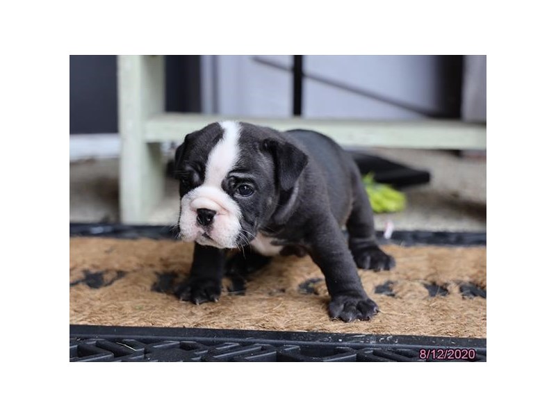 Bulldog