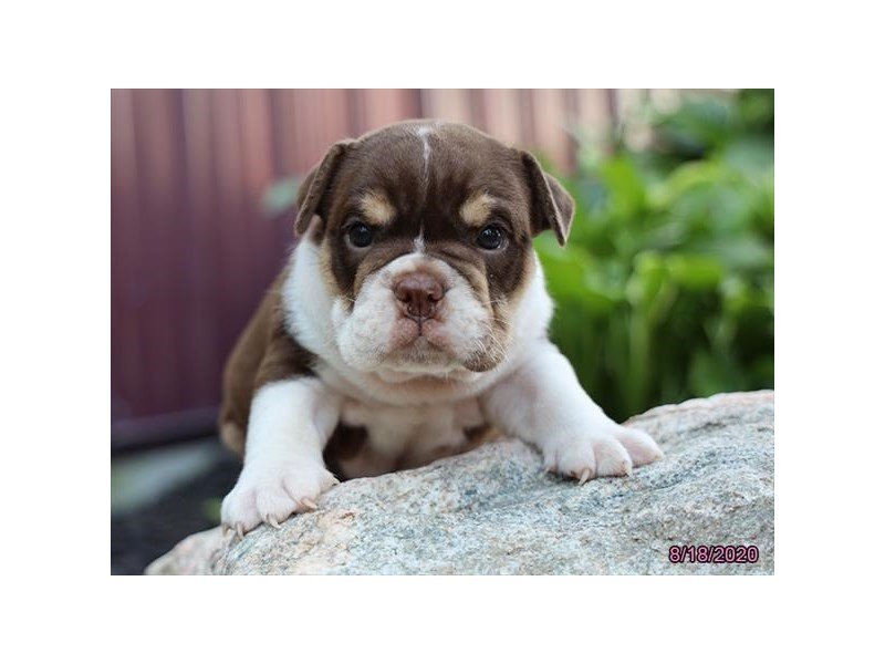 Bulldog