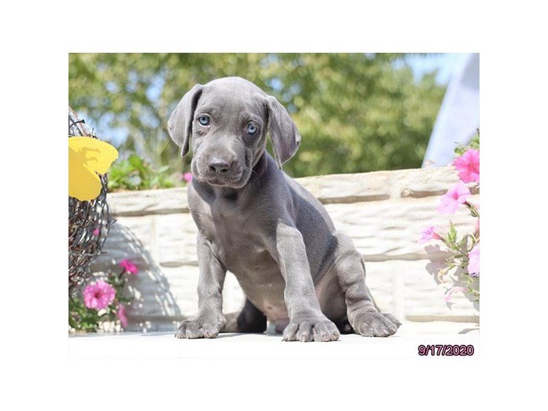 Weimaraner