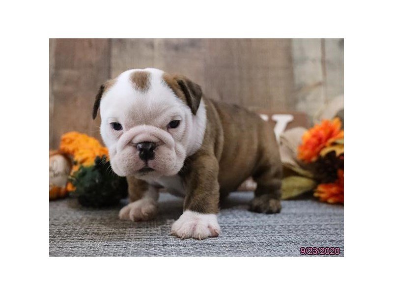 Bulldog