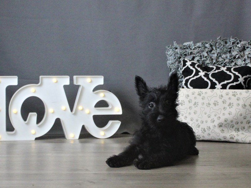 Scottish Terrier