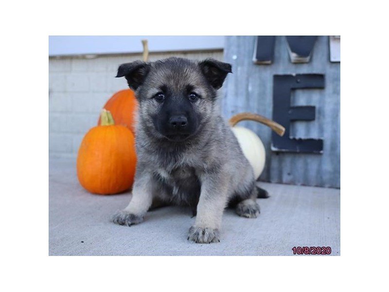 Norwegian Elkhound