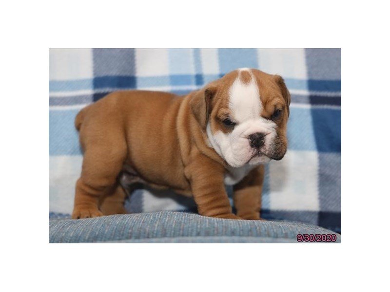 Bulldog/Bulldog-Beagle