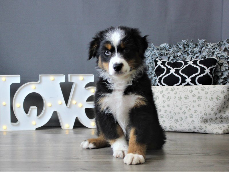 Australian Shepherd