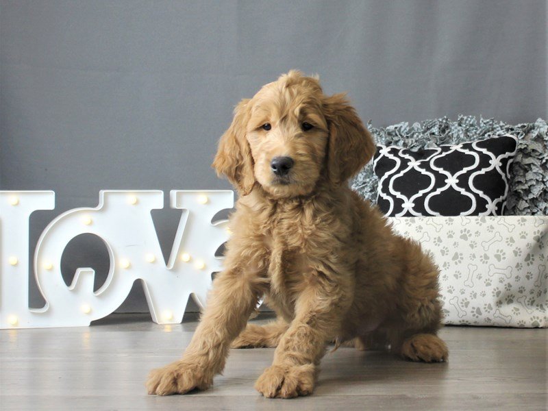 Goldendoodle