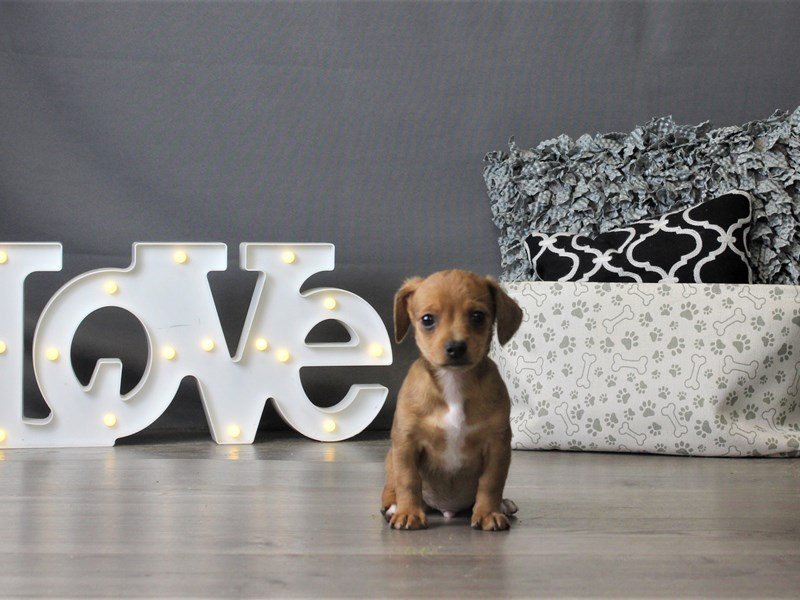 Chiweenie