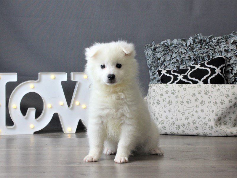 American Eskimo Dog