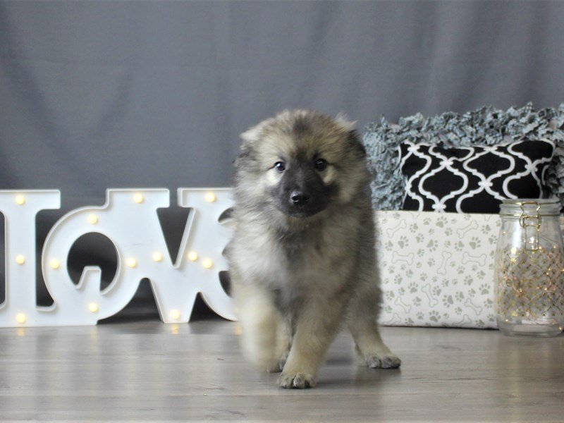 Keeshond