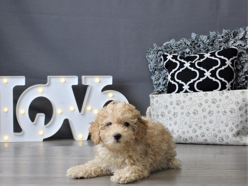 Poodle