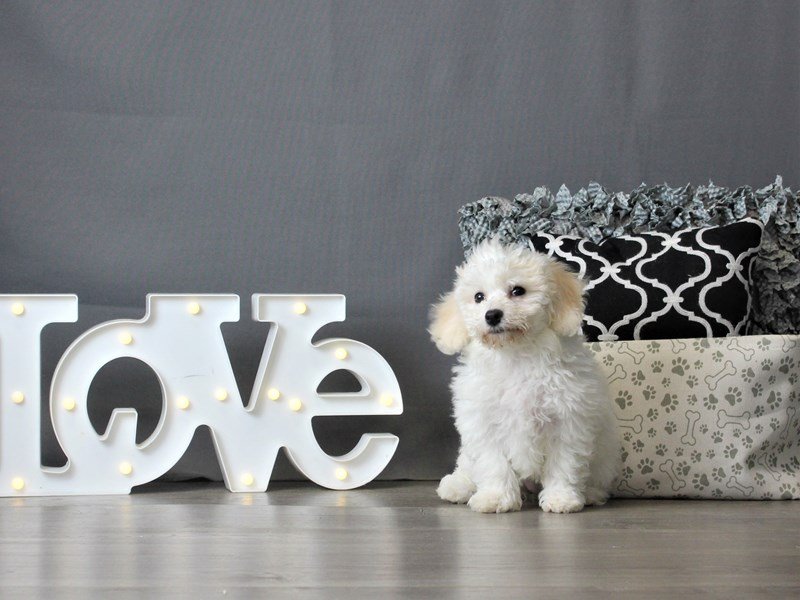Bichon Frise