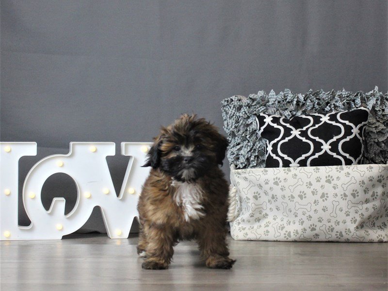 Lhasa Poo
