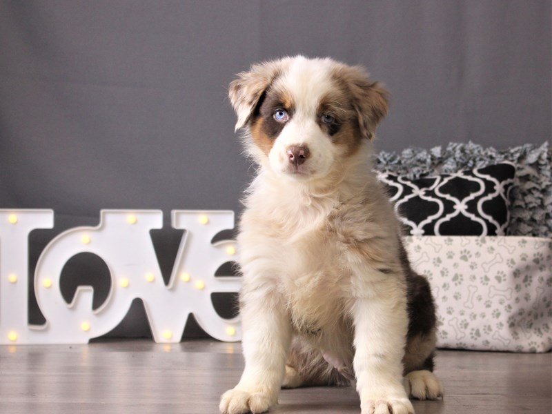 Australian Shepherd