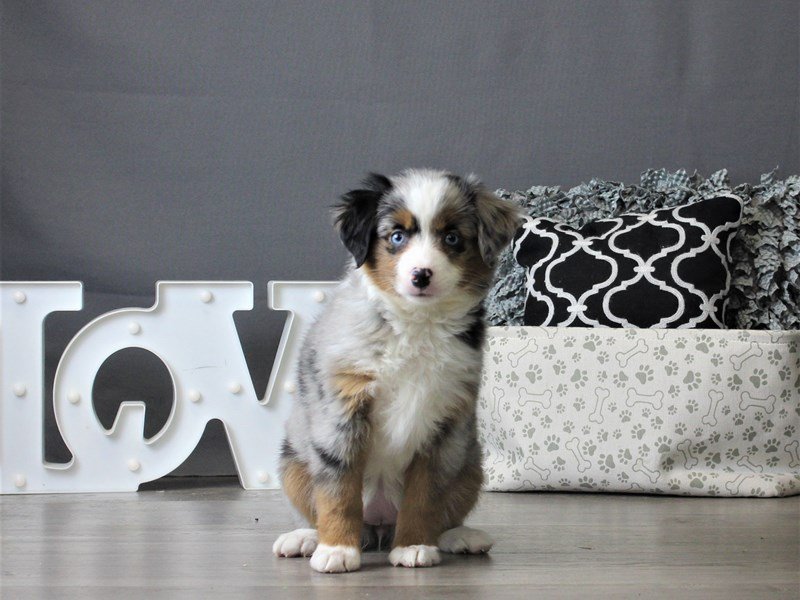 Miniature American Shepherd