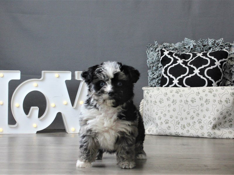 Mini Aussie Poo