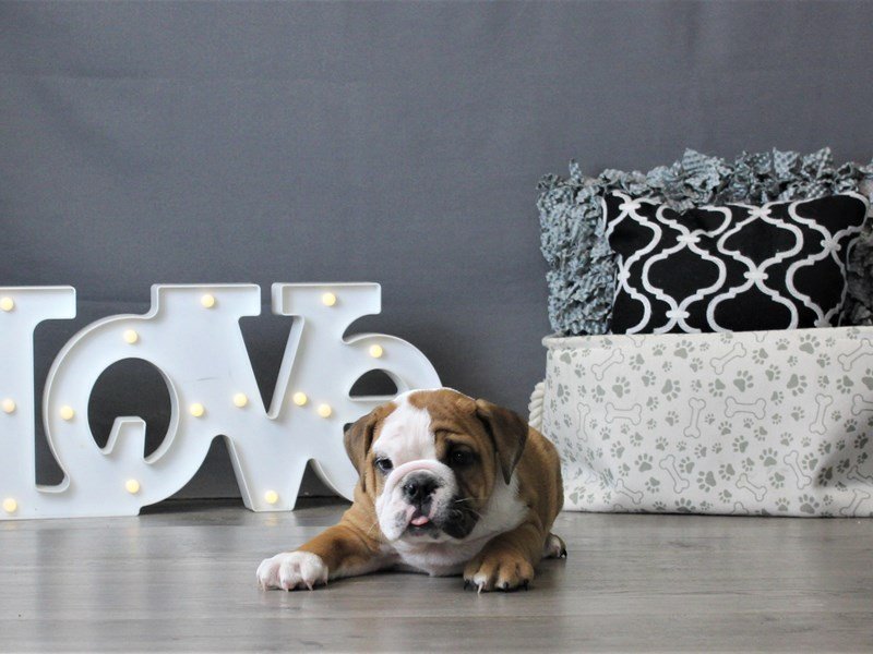 Bulldog