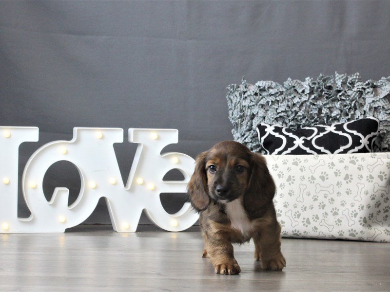 Dachshund