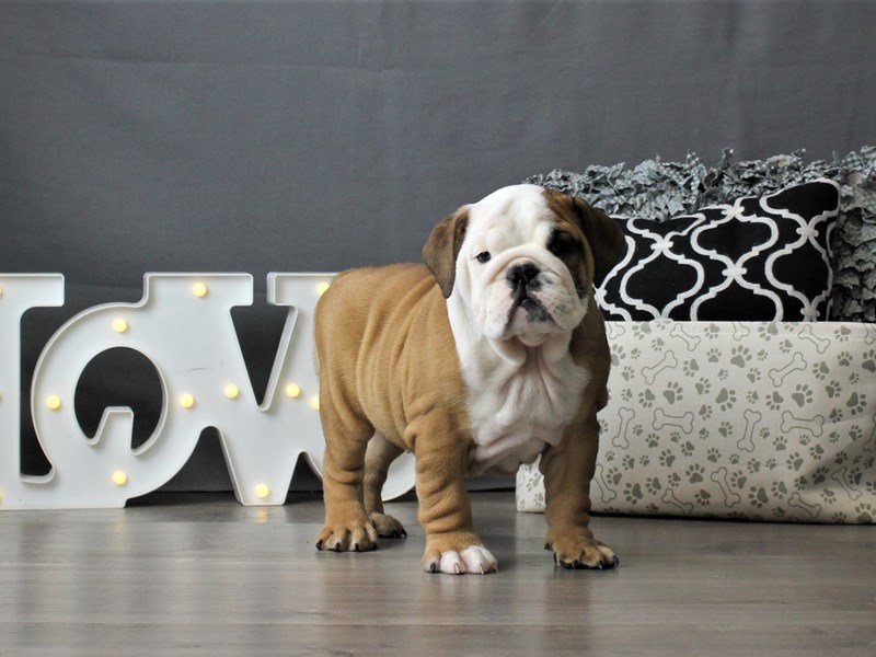 Bulldog