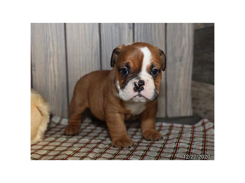 Bulldog