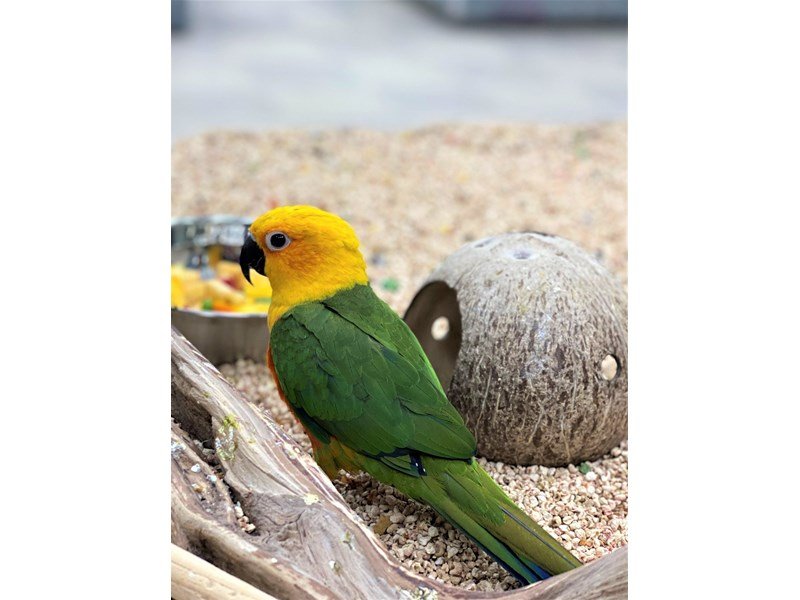 Jenday Conures