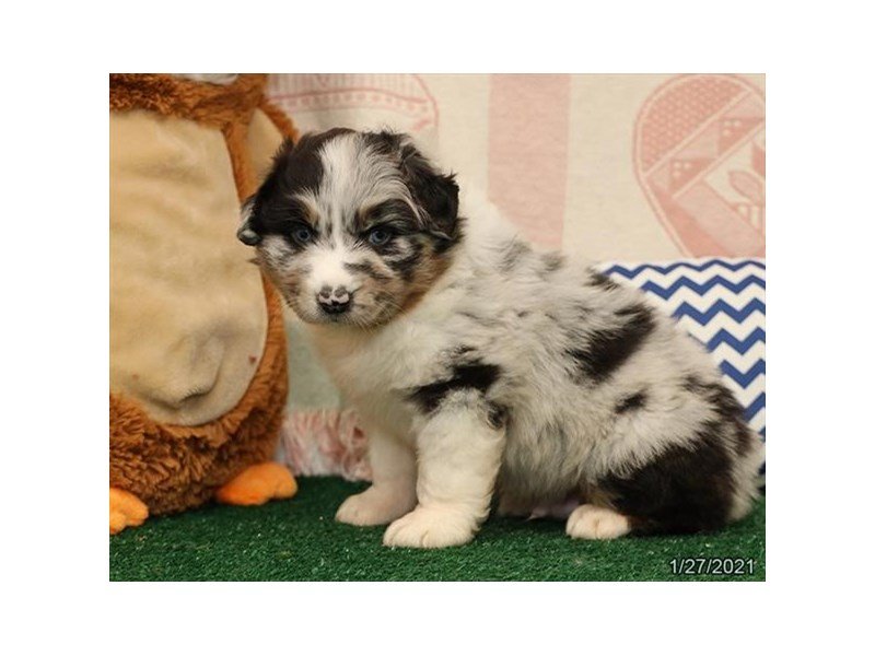 Australian Shepherd