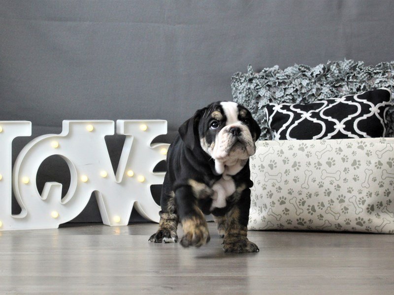 Bulldog
