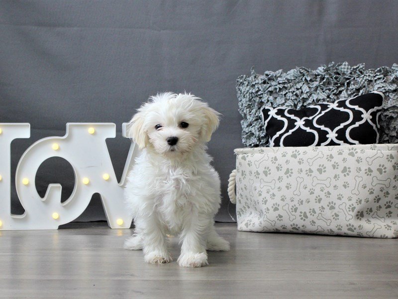 Coton De Tulear