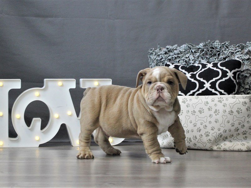 Bulldog
