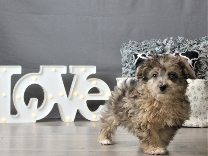 Mini Aussie Poo