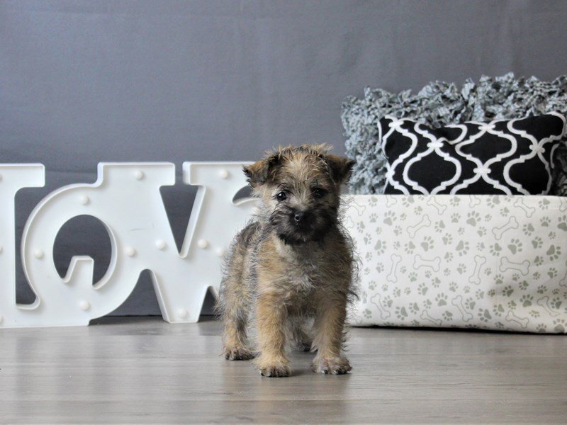 Cairn Terrier