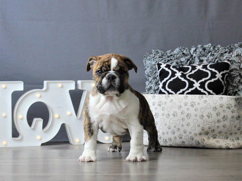 Bulldog